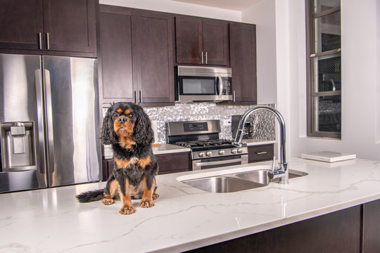 A Cute Dog Being Bad, Standing On The Counter In A Modern Kitchen. Cavalier King Charles Spaniel Breed.