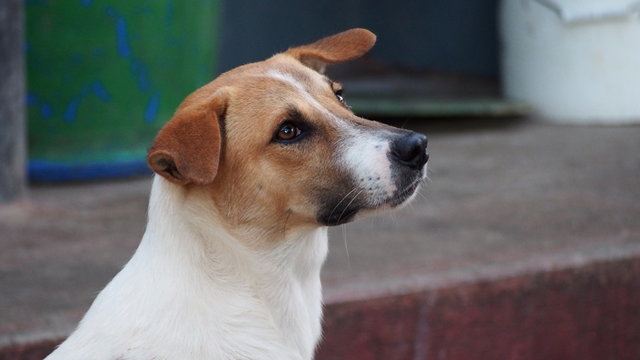 adorable (aspin) domestic philippine dog 