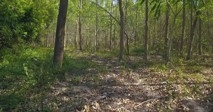 Flying through Sunny Summer Forest Drone with Gimbal
