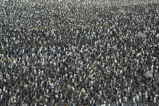A lot of Penguins