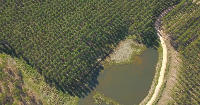 Top Down Drone Aerial View of Wooded Countryside of Paraguay and Irrigation Lake on Sunny Summer Day