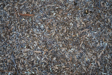 autumn leaves in forest soil