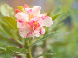 ฺBeautiful Pink desert rose , Pink adenium obesum on blur background, socotranum.