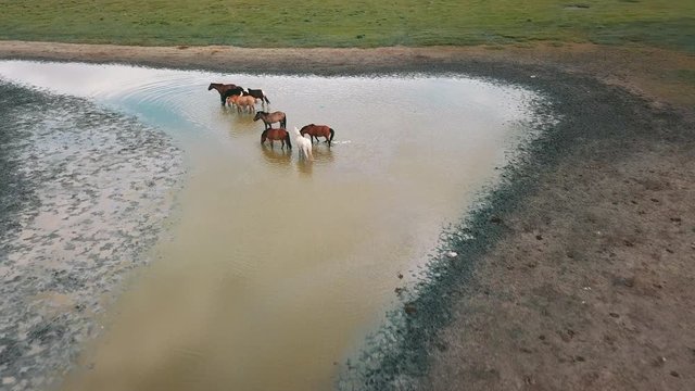 Aerial drone flight over wild horses bathing and drinking water in the middle of Mongolian desert. White clouds reflection on water.