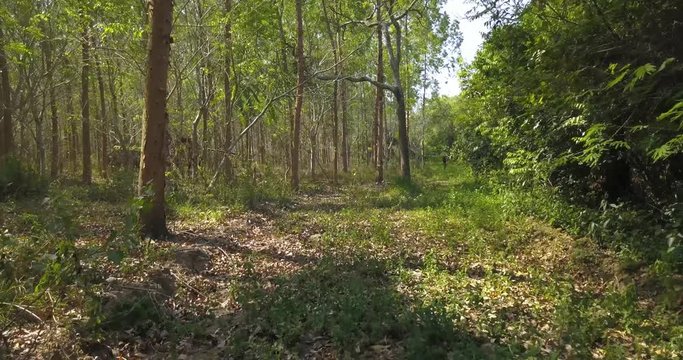 Walking on Forest Path Under Tree Shadows on Sunny Summer Day