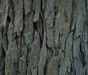 tree trunk bark close-up