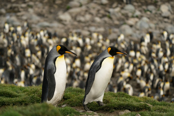 Penguins Walking Amidst Colony