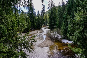 Obraz premium river in the forest