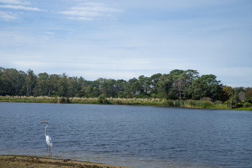 white heron on the shore of a lake
