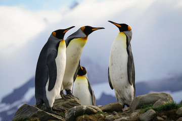 Penguin Confrotation