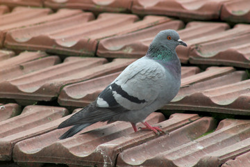 pigeon on the Kremit roof