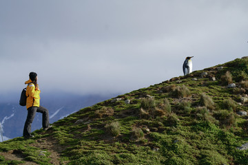 Hiker Following Penguins