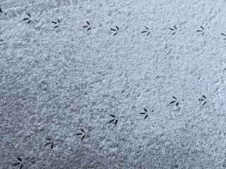 Fototapeta premium Birds steps in snow, footprints on snowy surface