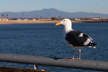 Seagull on Peir