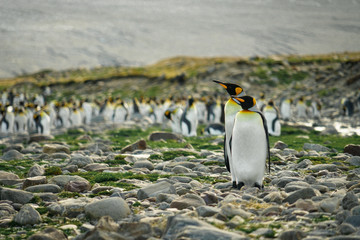 Fototapeta premium A Penguin Couple And Colony in the Background