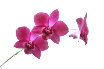 cooktown orchid isolated on white background