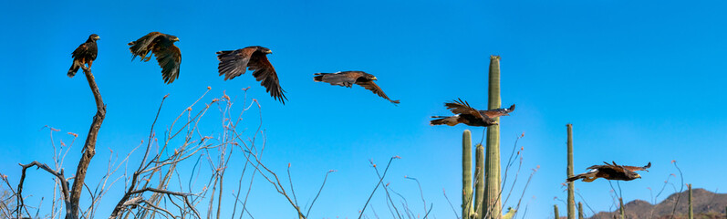 Harris Hawk flying. Isolated hawk against blue sky