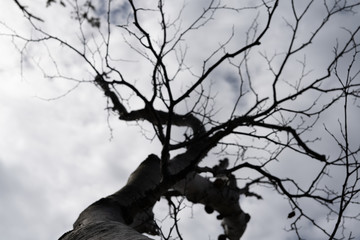 ominous tree in winter