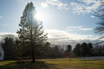 horses in sunny field