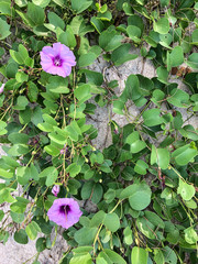 photo colored tropical flower in Thailand