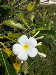 photo colored tropical flower in Thailand