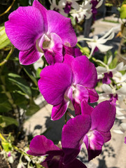 photo colored tropical flower in Thailand