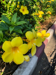 photo colored tropical flower in Thailand