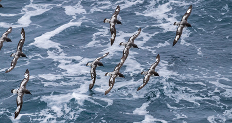 Cape petrels 