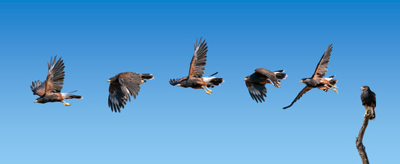 Harris Hawk flying. Isolated hawk against blue sky