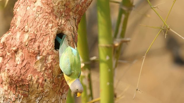 Plum Headed Parakeet female bird climbing out of the nest hole during the summer month around mid afternoon in Melghat Jungle of India