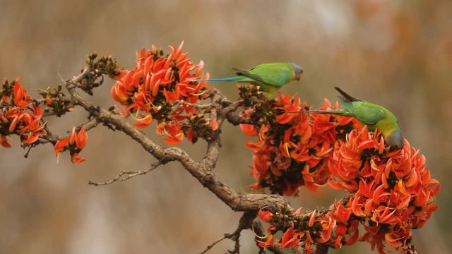 Two plum headed Parakeet females feed on the flowers of the Flame of forest tree during summer in India , jungle