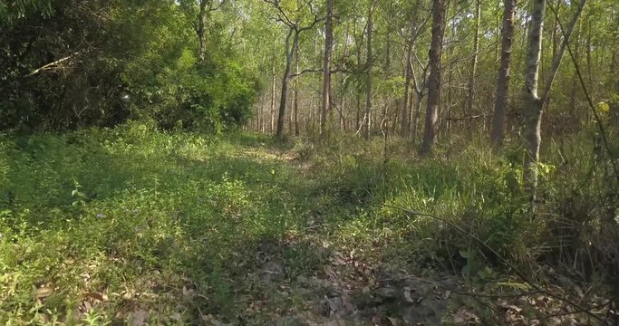 Walking Under Tree Shadows on Forest Path on Sunny Summer Day