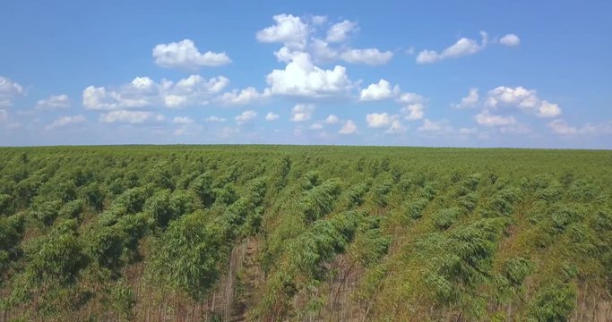 Static Aerial View of Aligned Trees in Forest on Waving on Summer Wind Under Beautiful Sky