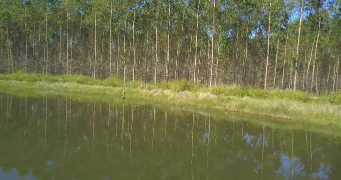 Sunny Paraguay Countryside, Aerial View of Lake and Artificial Forest on Summer Day