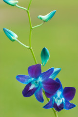Blue and purple orchids on the stem with orchid buds on a green background