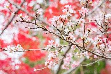 Fototapeta na wymiar Cherry Blossoms and Autumn Leaves in Sekizan Zen-in Temple in Kyoto, Japan
