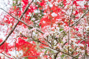Cherry Blossoms and Autumn Leaves in Sekizan Zen-in Temple in Kyoto, Japan