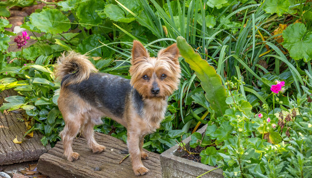 A male black and tan terrier isolated against green plants in a flowerbed image in horizontal format