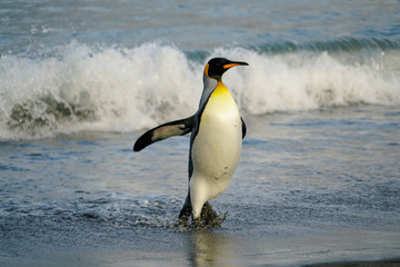 Obraz na płótnie Canvas King Penguin on the Shore