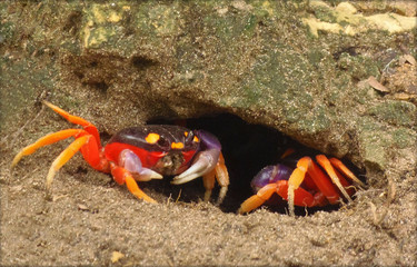crabs in the sand