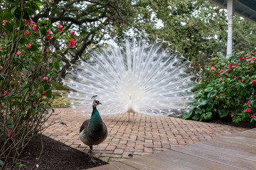 A white peacock attracts a mate with his beautiful feathers