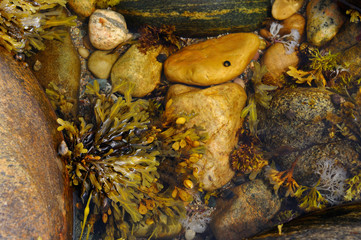 Rockweed and snails in Tide pool on the shores of Martins Point Newfoundland