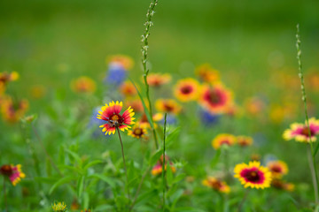 A closeup of a bee pollinating vibrant wildflowers in a Texas field