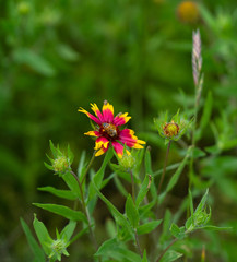 Orange Wildflowers in a field pollinated by insects