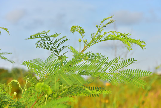 Leucaena leucocephala close up backgroud 