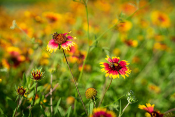 Orange Wildflowers in a field pollinated by insects