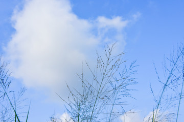 Blue sky white clouds for background