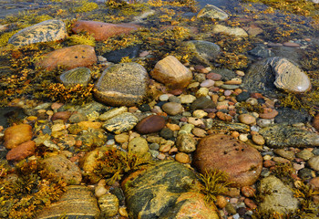 Seaweed and shellfish in Tide pool on the shores of Martins Point Newfoundland