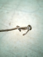 Small snake