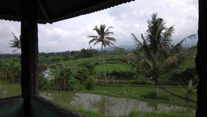 palm trees in the morning